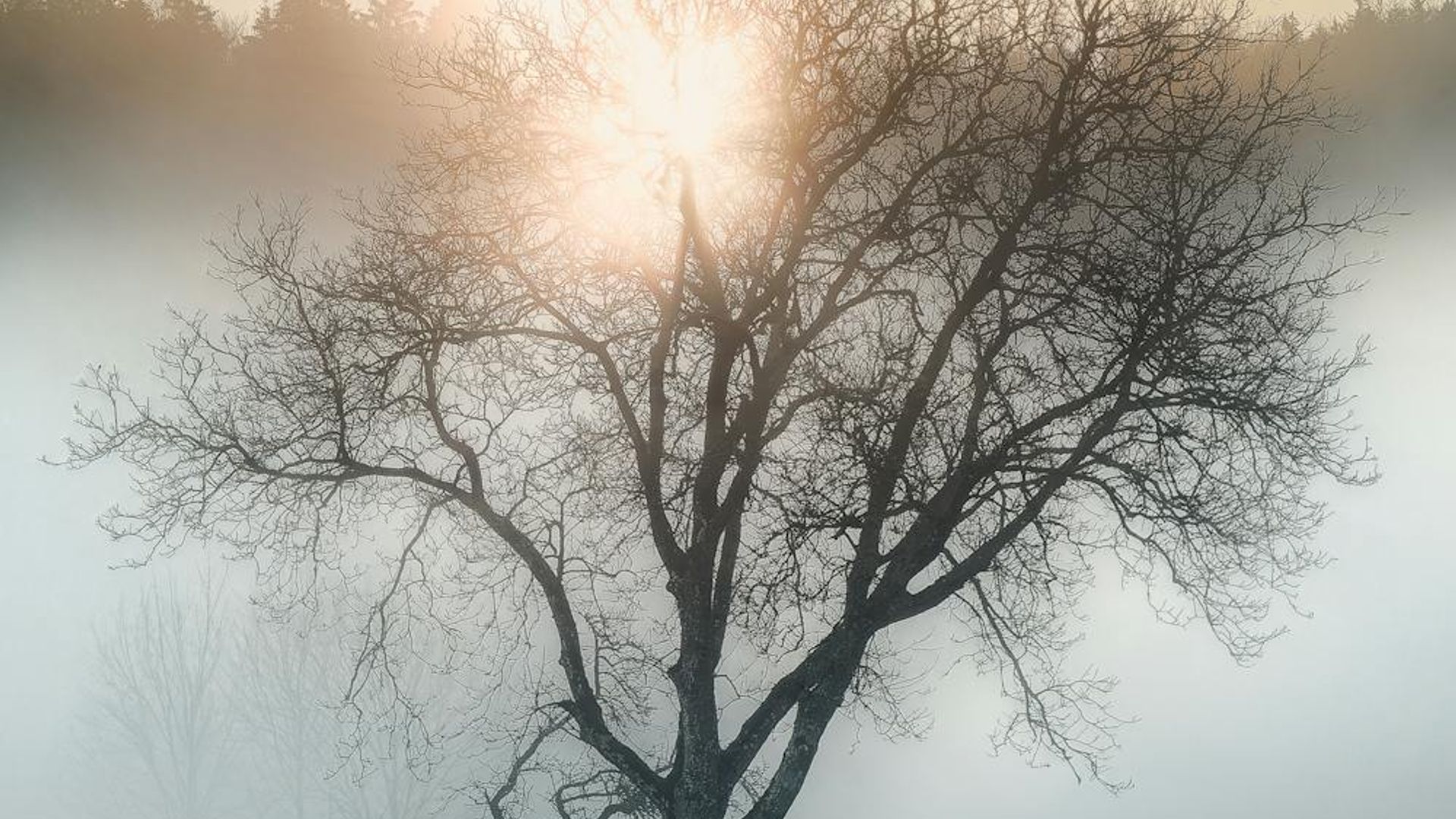 Serene forest landscape with morning mist for visual relaxation.